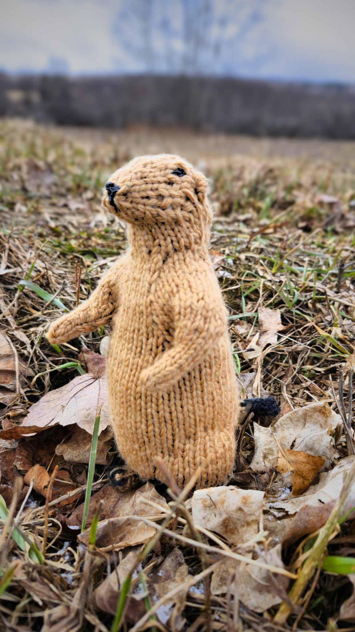Mexican Prairie Dog