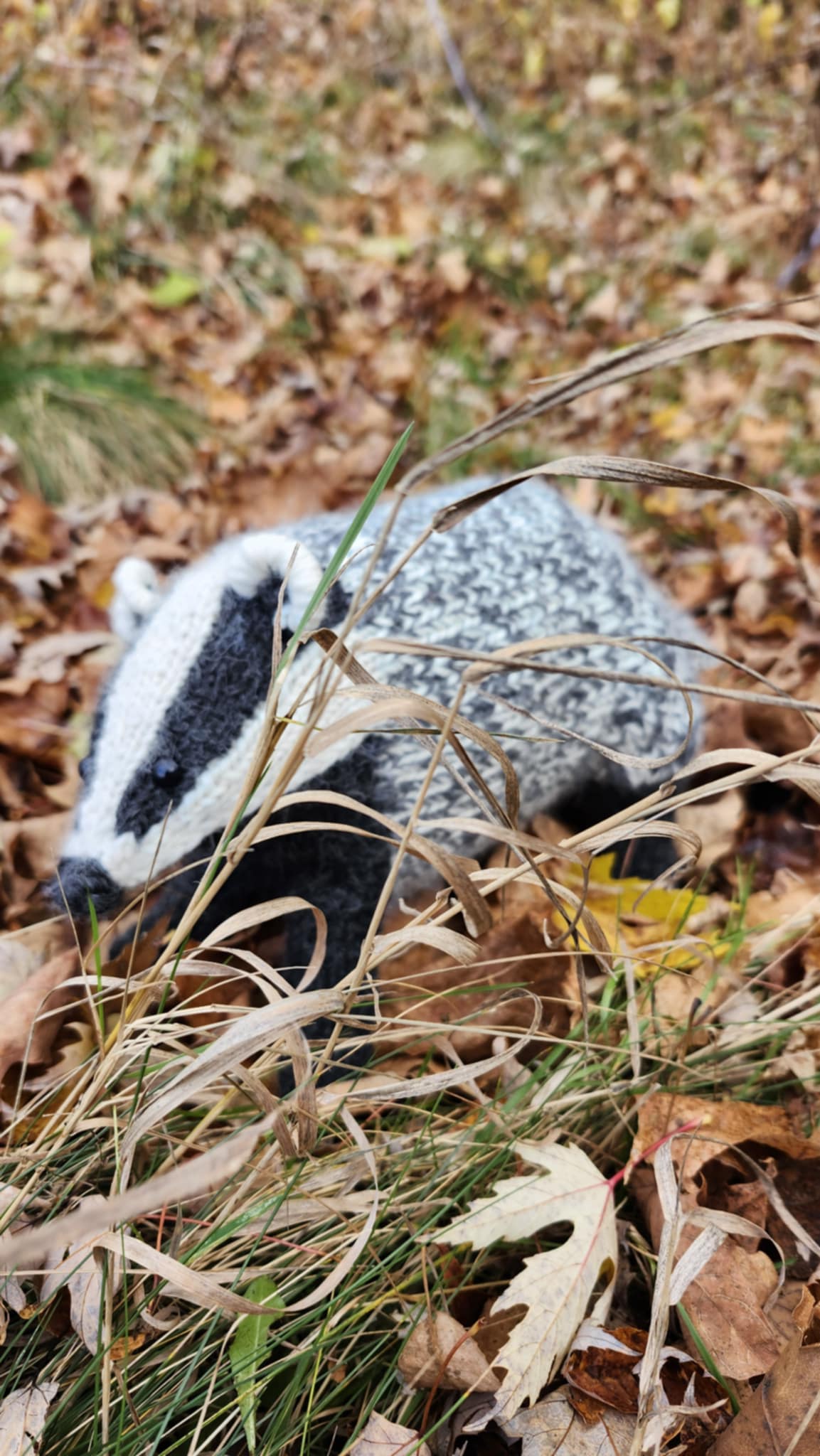 The Only Badger You Can Safely Squeeze