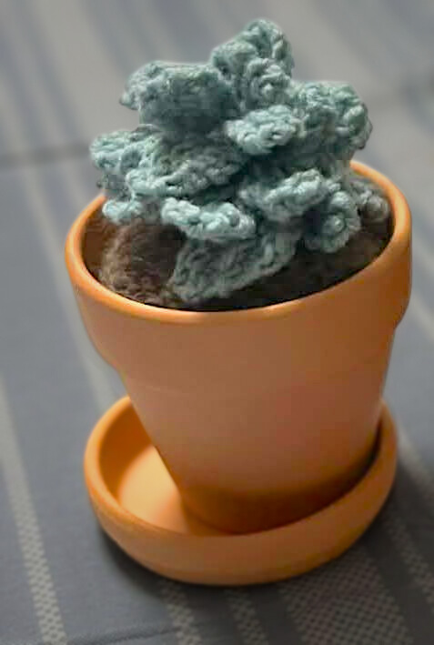 Office Succulent Plant